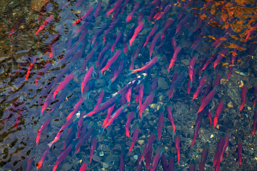 Large group of Kokanee salmons spawning in river