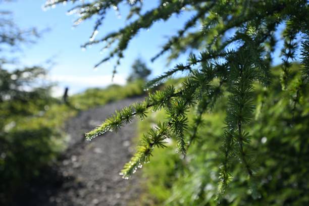A closeup of green tree branches on a sunny day
