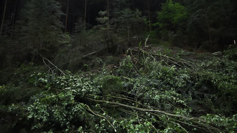 Thin trunks cracked and fallen litter across hillside of forest from clear cutting operation