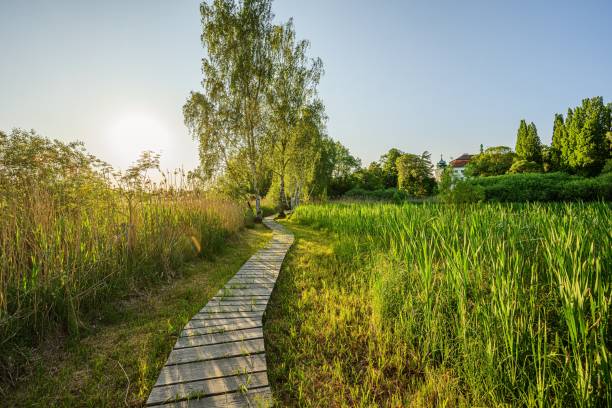 istock Wetlands in Jablonne v Podjestedi, Liberec region, Czech republic 1719942657