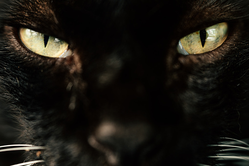 A super close up of a black cat looking up on a black background.