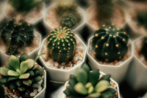 Cactus plants in pots