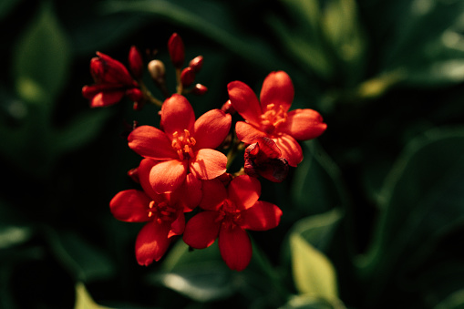 Red flowers swaying in the wind