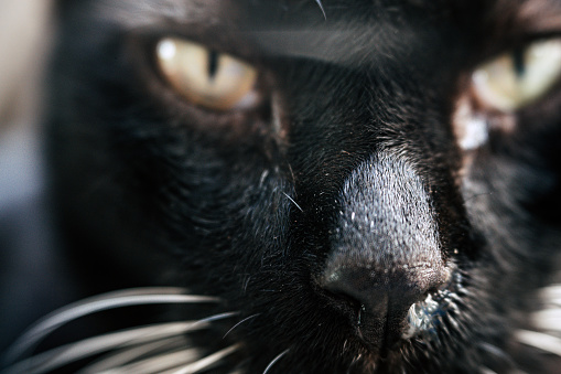 Extreme close-up of black cats eye