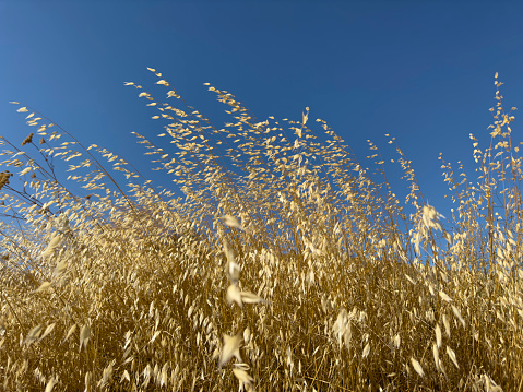 Yellow tall grass dried out of thirst in the summer sun, blue sky in the background. No people.