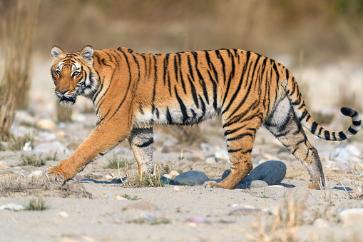 Side profile of a tigress passing through white sand riverbed at Jim Corbett National Park