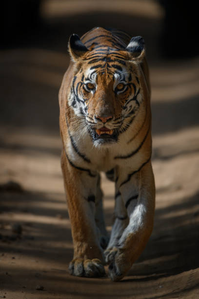 istock Tigress walking head-on under dramatic lighting of sal forest 1719962443