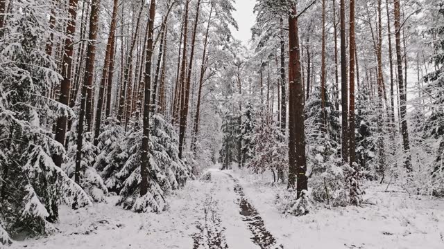 Frozen forest and snowy footpath in winter.