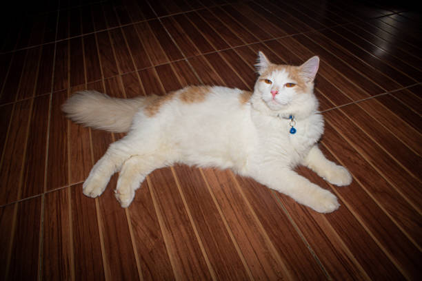 Relaxed cat looking up and to the side