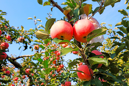 an apple orchard.