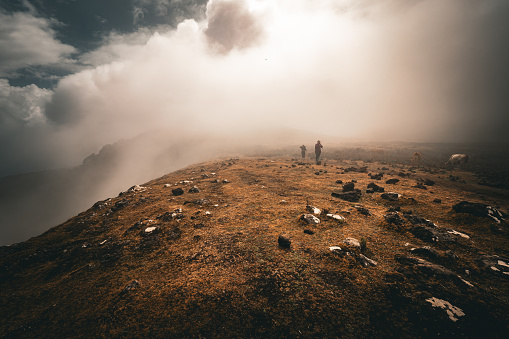 Fanal Forest, Madeira, Portugal - September 3rd 2023: Two young hikers cross the plain in adverse weather, where cows are grazing next to them. Meanwhile, the fog creeps up the mountain in a stormy wind.