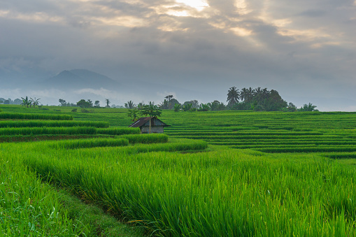 Rice fields with palm tree at sunset