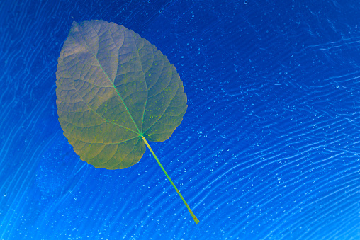 Close-up of Autumn leaf assimilated into blue water.