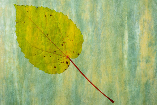 Close-up of Autumn leaf blended with Washi paper.