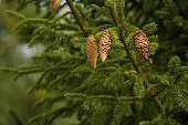 Close up of three spruce cones
