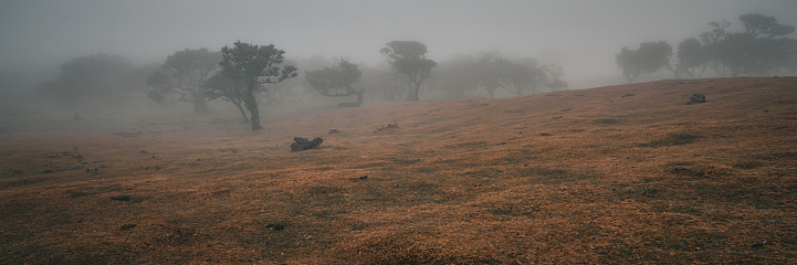 Fanal Forest, Madeira, Portugal - September 3rd 2023: Some ancient laurel trees stand in a beautiful natural grove, which is really spooky and gloomy because of the atmospheric conditions. No people visible.