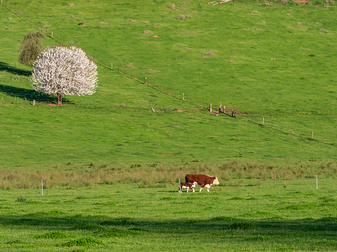 A cow and calf and tree in spring blossom in the Buckland Valley Victoria