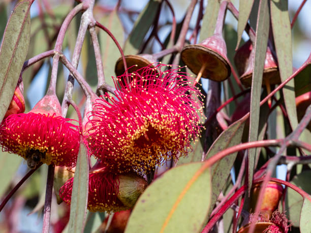 istock Beautiful red flowers 1720036349