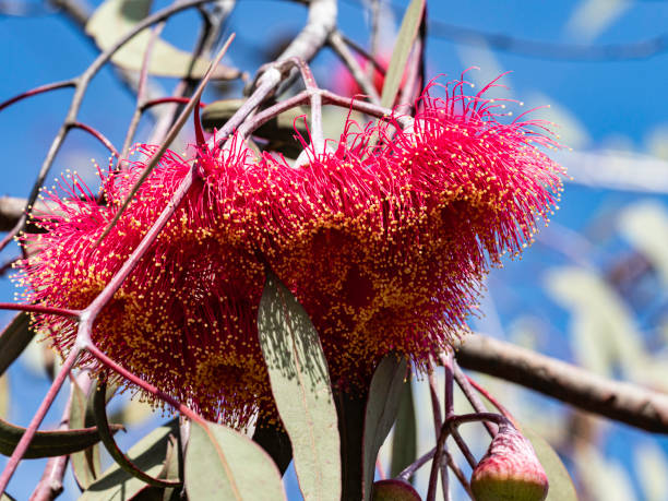 istock Beautiful red flowers 1720036381