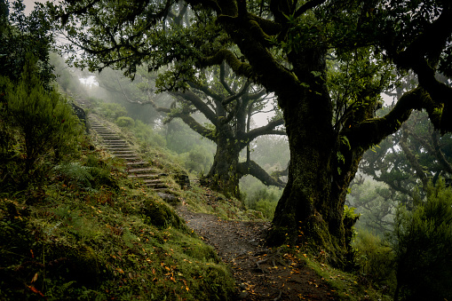 Fanal Forest, Madeira, Portugal - September 3rd 2023: Ancient, mighty laurel trees grow on the mist-shrouded mountainsides. These trees provide habitat for mosses, ferns and other plants that mystically overgrow the old, twisted branches and tree trunks. \nA narrow hiking trail winds through the forest, which seems enchanted. In some places, as here in the picture, wooden steps have been built into the mountainside to make the path more tourist-friendly.\nNo people visible.