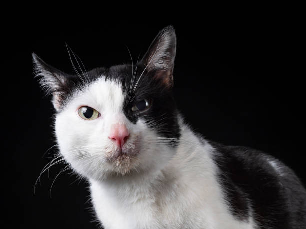 istock Black and white cat portrait 1720040417