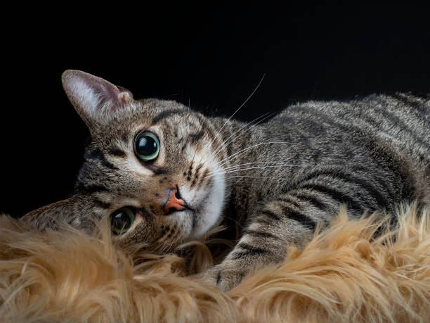 istock Domestic cat looking at the camera 1720042022