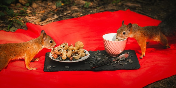 Two red squirrels eats from a plate at a picnic in the park.