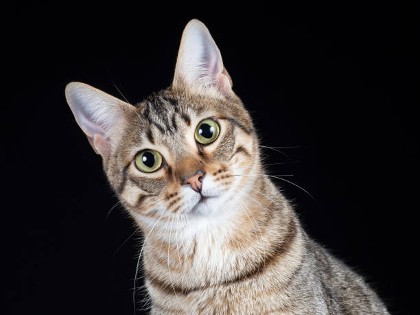 istock Tabby domestic cat portrait 1720043642