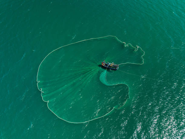istock Netting anchovies 1720047994
