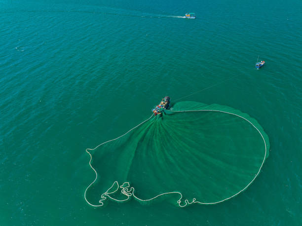 istock Netting anchovies 1720051240