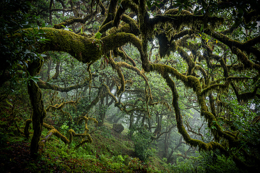 Fanal Forest, Madeira, Portugal - September 3rd 2023: Ancient, mighty laurel trees grow on the mist-shrouded mountainsides. These trees provide habitat for mosses, ferns and other plants that mystically overgrow the old, twisted branches and tree trunks. \nIn this image, a tremendous, eerie mood is created by the extremely twisted branches and the dark forest around.\nNo people visible.