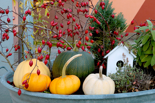 Different small pumpkins on the ground. Harvesting in the fall