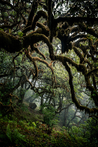 Fanal Forest, Madeira, Portugal - September 3rd 2023: Ancient, mighty laurel trees grow on the mist-shrouded mountainsides. These trees provide habitat for mosses, ferns and other plants that mystically overgrow the old, twisted branches and tree trunks. \nIn this image, a tremendous, eerie mood is created by the extremely twisted branches and the dark forest around.\nNo people visible.