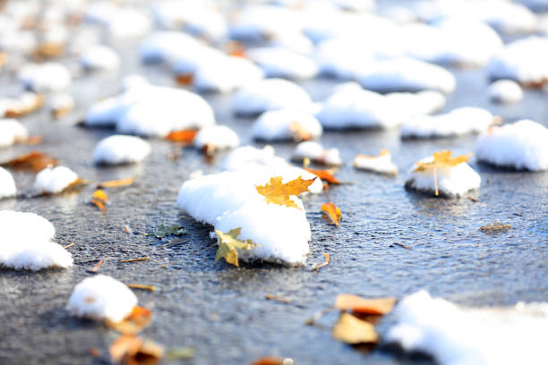 Leaves on the snow, yellow leaves on the snow