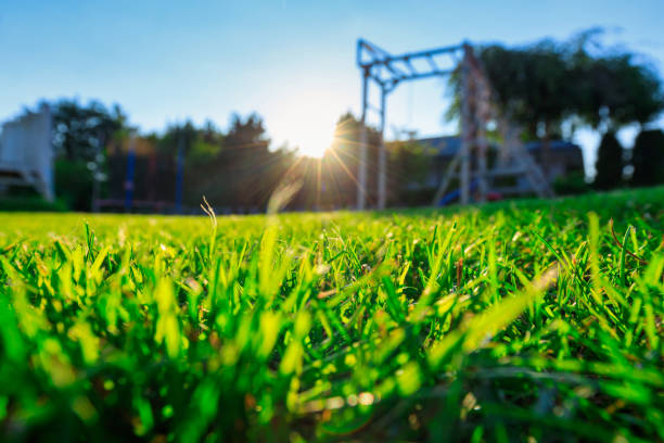 A lush grass in garden with the setting sun
