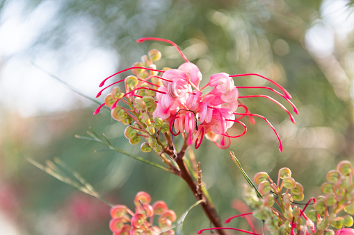 Spider lily flowers blooming on blurred nature in spring.