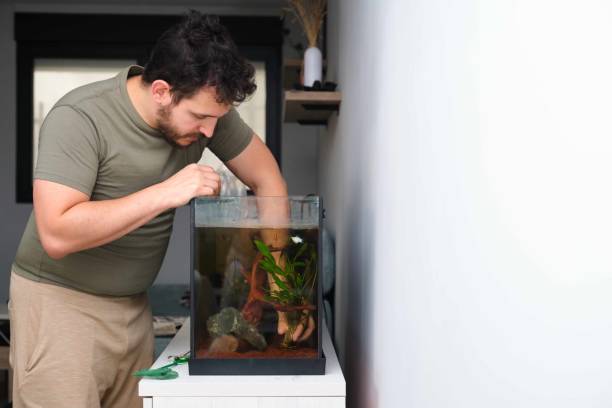 istock Man planting new aquarium plant, cryptocoryne x willisii. 1720078507