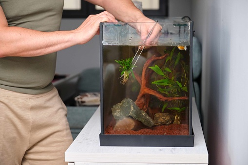 Man hands planting new water plant, Cryptocoryne Parva, using tweezers in aquarium at home.