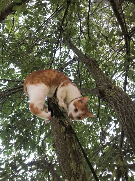 istock Red cat with white spots. Sits on a tree branch. 1720082531