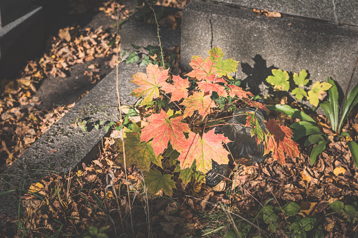uncared grave covered by autumnal leaves and growing plants