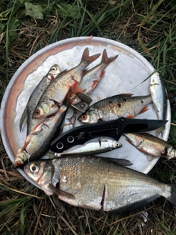River fish. Cleaned and gutted fish. Freshwater fishing.