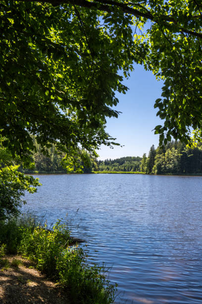 istock View through the canopy of leaves to a small forest lake 1720093062