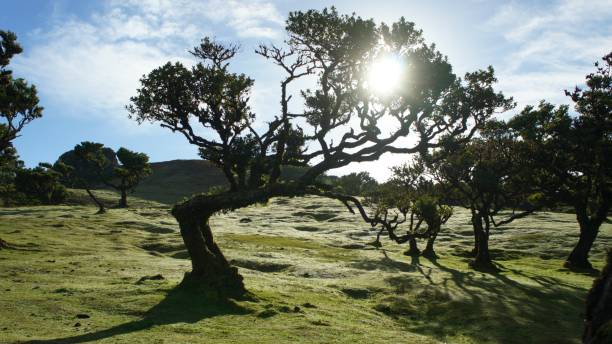 istock The laurel forest Fanal in Madeira 1720102547