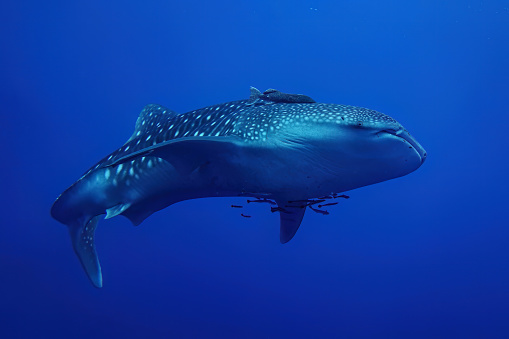 Whale sharks (Rhincodon typus), a rare big and giant fish swim slow underwater with clearly sharp skin pattern and clear blue sea background landscape