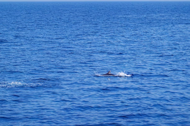istock Dolphin group swim on sea surface with no wave and blue day sky background landscape 1720113238