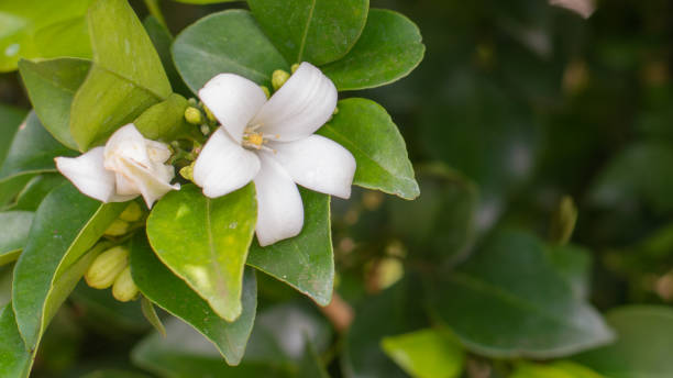 istock Jasmine Orange flowers in the garden 1720122523