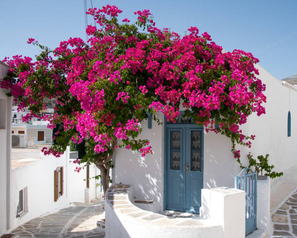 istock Bouganville in Lefkrs, Paros, Greece 1720126440
