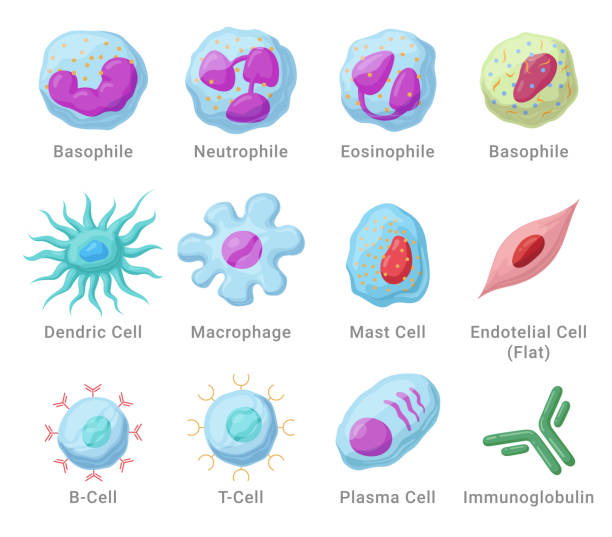 illustrazioni stock, clip art, cartoni animati e icone di tendenza di cellule del sistema immunitario con nomi set medico educativo anatomico illustrazione vettoriale isometrica - white blood cell human immune system virus cell