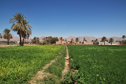 The garden in arab village close Najran, Asir region in Saudi Arabia