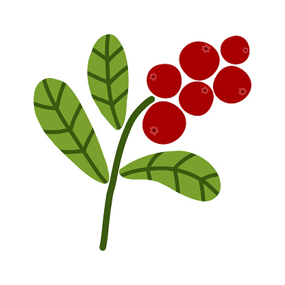 Wild berries cranberry bush with green leaves. Cartoon vector illustration on white background